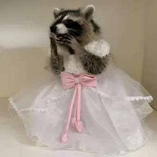 👰 be00a91e szop pracz, sukienka, słodki, zwierzę, formalny, różowa kokarda, wypychanie zwierząt telegram sticker