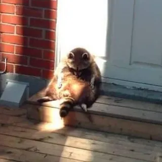 😞 c4a4f16e szop pracz, zwierzę, słodki, śmieszny, dzika przyroda, na zewnątrz, siedzący telegram sticker