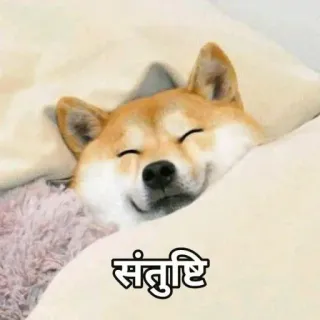 😌 80286b7c संतृप्ति หมา, นอนหลับ, น่ารัก, สัตว์, เตียง telegram sticker