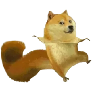 🤙 6ac71928 doge, perro, meme, shiba inu, animal, divertido, ardilla, híbrido telegram sticker