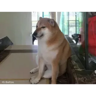 🤙 797da435 IG Balltze perro, meme, animal, Balltze, Cheems telegram sticker