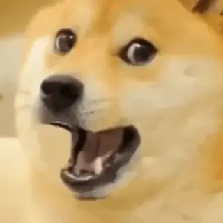 🤙 c291b6ca Doge perro, meme, meme de internet, gracioso, animal, doge, impactado, sorprendido telegram sticker
