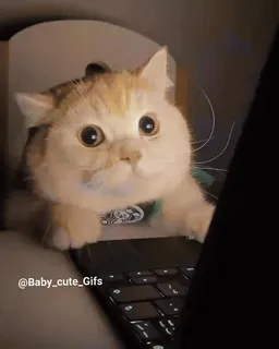 😶 117612ab แมว, ลูกแมว, แล็ปท็อป, น่ารัก, สัตว์ telegram sticker