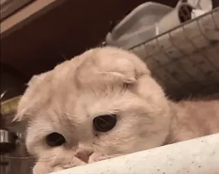 🥺 ab4979ff แมว, สัตว์เลี้ยง, น่ารัก, สัตว์ telegram sticker