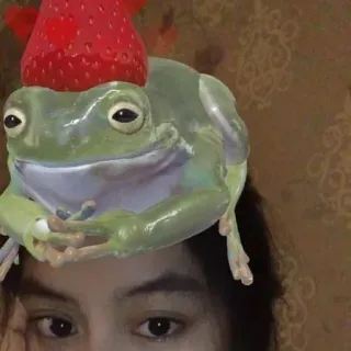 🤹‍♀ c2065e90 grenouille, animal, fraise, chapeau, mignon, vert whatsapp sticker
