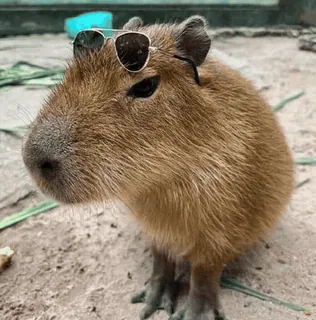 ranfren :: @fStikBot telegram stickers