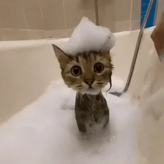 😶 be94decc 猫, 子猫, お風呂, 泡, 動物, 可愛い, ペット, 家 telegram sticker