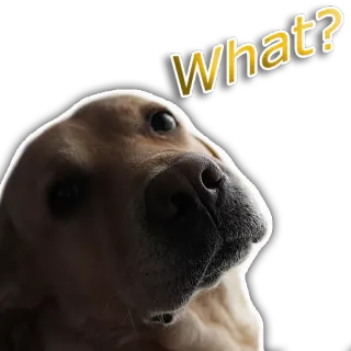 🤔 103907e9 What? หมา, โกลเด้นรีทรีฟเวอร์, คำถาม, สับสน telegram sticker