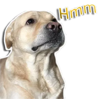 rapdog66 telegram stickers