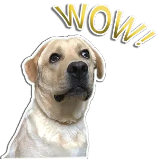 rapdog66 whatsapp stickers