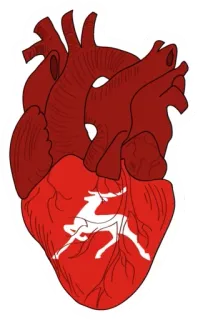 🥶 2b01a44c หัวใจ, กายวิภาค, กวาง, สัตว์ whatsapp sticker