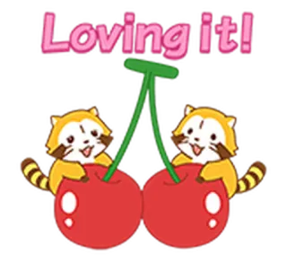 🍒 1e141170 Loving it! imut, binatang, ceri, makanan, kawaii, rakun telegram sticker