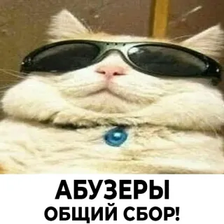 😎 4ecdd24f АБУЗЕРЫ ОБЩИЙ СБОР! chat, lunettes de soleil, drôle, russe, mème whatsapp sticker