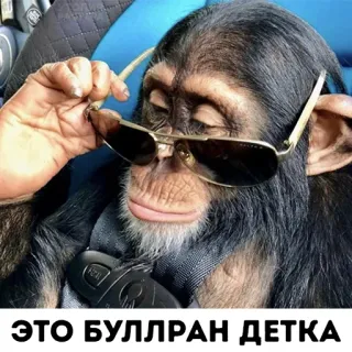 😎 74a29922 ЭТО БУЛЛРАН ДЕТКА singe, lunettes de soleil, mème, drôle, singe, cool, animal whatsapp sticker