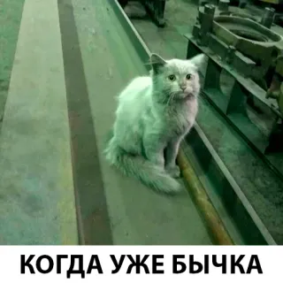😢 9769996e КОГДА УЖЕ БЫЧКА chat, drôle, mème, attente whatsapp sticker