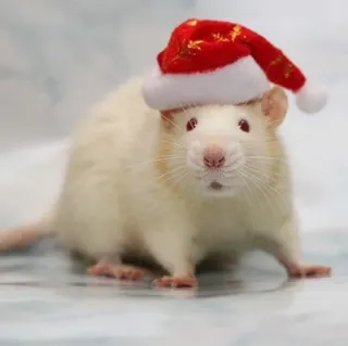 🐭 312f07bf ratto, natale, cappello da babbo natale, animale, carino, festivo, roditore telegram sticker