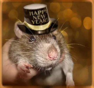 🐭 4938babd HAPPY NEW YEAR! topo, capodanno, cappello, festa, animale telegram sticker
