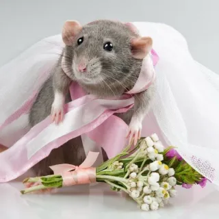 🐭 4a0b25c7 ratto, animale, carino, tutù, fiori, nastro, animale domestico, vestito, roditore telegram sticker