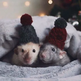 🐭 536acc47 ratto, cappello, carino, animale, inverno, vacanza telegram sticker