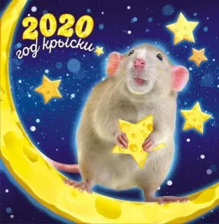 Год КРЫСКИ 2020 (@oboi_sklad) whatsapp stickers