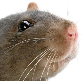 🐭 702dd1fa ratto, animale, roditore, mammifero, animale domestico, primo piano telegram sticker