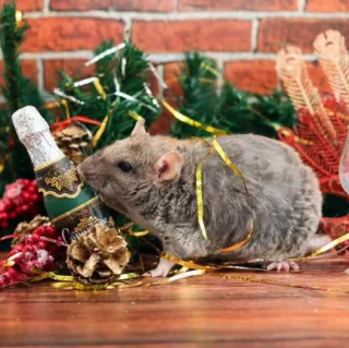 🐭 87449667 ratto, natale, capodanno, champagne, festa telegram sticker