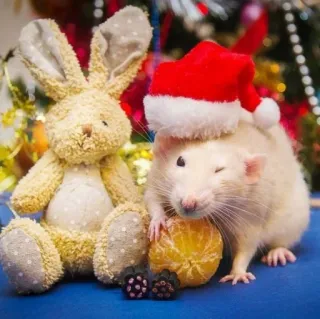 🐭 8b3458c1 ratto, coniglio, natale, cappello babbo natale, inverno, carino, animale telegram sticker