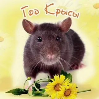 🐭 af373bff Год Крысы ratto, anno del topo, animale, zodiaco cinese, fiori, carino telegram sticker