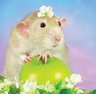 🐭 ed74304b ratto, mela, fiore, carino, animale, roditore telegram sticker