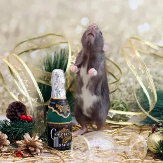🐭 f3eef3e7 Сове года Шампанское ratto, champagne, capodanno, festa, animale, vacanza telegram sticker