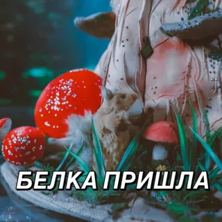 😈 00003787 БЕЛКА ПРИШЛА wiewiórka, grzyb, natura, las telegram sticker