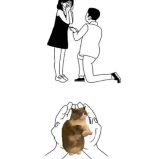 💍 86f8bd25 предложение, кот, мем, смешной, милый, животное, любовь, брак whatsapp sticker