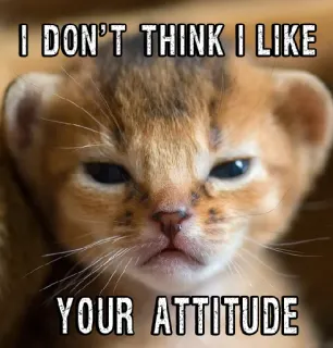 😒 0601d703 I DON'T THINK I LIKE YOUR ATTITUDE cat, attitude, kitten, dislike, funny, meme whatsapp sticker