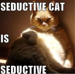 💋 2e60a2b6 SEDUCTIVE CAT
IS
SEDUCTIVE cat, seductive, humor, animal, meme whatsapp sticker
