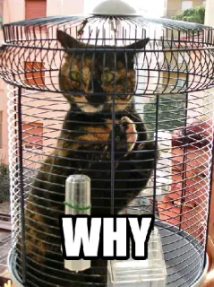 💬 3f30204c WHY cat, cage, question, animal, funny whatsapp sticker