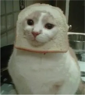 🍞 89d7cac6 cat, bread, animal, funny, pet, cute, kitten, toast whatsapp sticker