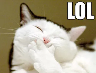 😆 8a9cbeff LOL cat, laughing, lol, funny, meme, animal, joke whatsapp sticker