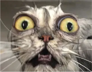 😱 8e56e3e4 cat, funny, meme, animal, pet, crazy, shocked whatsapp sticker