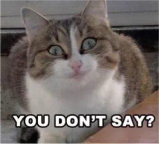 😠 9a80f26c YOU DON'T SAY? cat, meme, sarcasm, funny, humor, pet, animal whatsapp sticker