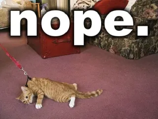 🙅 d209fd1d nope. cat, nope, funny, animal, meme, lazy, domestic cat, pet whatsapp sticker