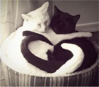 ❤ f3349a39 cat, cats, cute, animals, black cat, white cat, sleeping, love whatsapp sticker