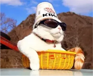 😎 f50249f3 KFC cat, bucket, sunglasses, kfc, funny, pet whatsapp sticker