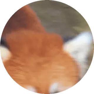 🐼 22ff5410 telegram sticker