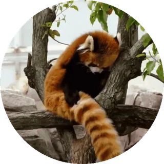 🐼 510197d2 레서판다, 동물, 귀여운, 나무, 자연, 야생 동물 telegram sticker