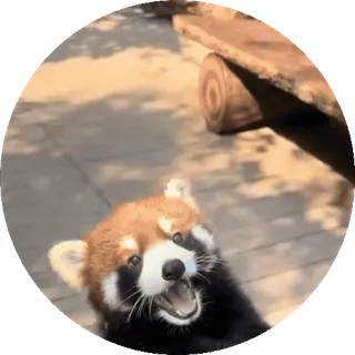 🐼 80073e15 레서판다, 동물, 귀여운, 야생 동물, 포유류 telegram sticker