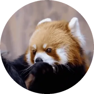 Красная Панда • @TgStickery telegram stickers