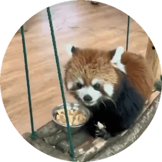 🐼 cb8d9fb7 레서판다, 귀여운 동물, 야생 동물, 판다, 동물 telegram sticker