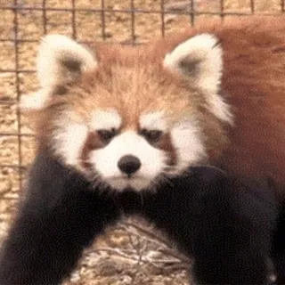 😡 5a7d33f7 小熊猫, 可爱, 动物, 动物园, 哺乳动物 telegram sticker