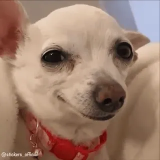 😜 02df2ccc Hund, Chihuahua, Haustier, Tier, Meme, Süß, Lustig, Haustier telegram sticker