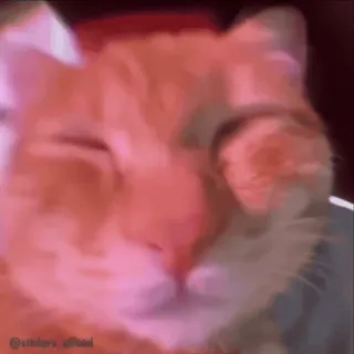 😂 0e64f5f1 Katze, Tier, süß, Haustier, orange, Hauskatze, Katzenartig telegram sticker